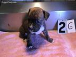 Boxer Puppy for sale in Ivanhoe, TX, USA