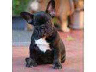 French Bulldog Puppy for sale in Queens Village, NY, USA
