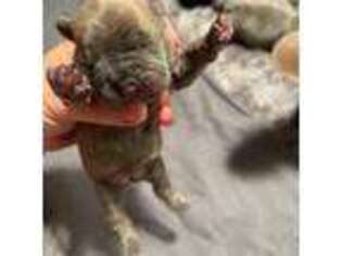 French Bulldog Puppy for sale in Lexington, OK, USA