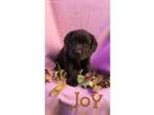 Labrador Retriever Puppy for sale in Fowlerville, MI, USA