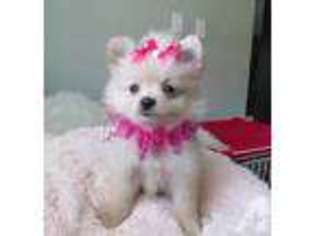 Pomeranian Puppy for sale in WILD ROSE, WI, USA