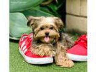Shorkie Tzu Puppy for sale in Thousand Oaks, CA, USA