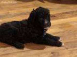 Mutt Puppy for sale in Boaz, AL, USA