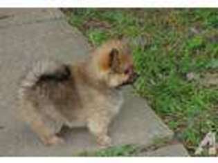 Pomeranian Puppy for sale in HUNTINGTON, IN, USA