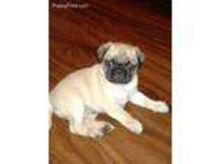 Pug Puppy for sale in Lynbrook, NY, USA