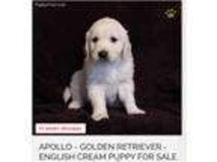 Golden Retriever Puppy for sale in Ellicott City, MD, USA