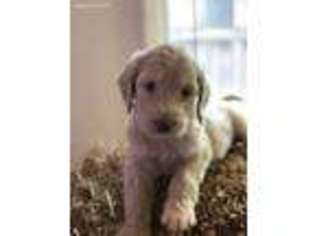 Goldendoodle Puppy for sale in Columbia, MD, USA