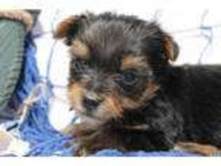 Yorkshire Terrier Puppy for sale in Tome, NM, USA