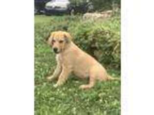 Golden Retriever Puppy for sale in Tower City, PA, USA