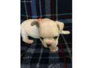 French Bulldog Puppy for sale in Vestaburg, MI, USA