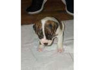 American Bulldog Puppy for sale in Reading, PA, USA