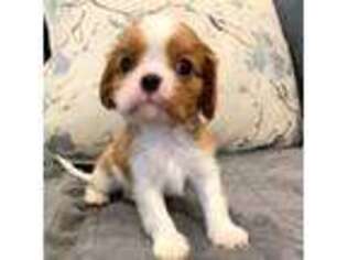 Cavalier King Charles Spaniel Puppy for sale in Stem, NC, USA