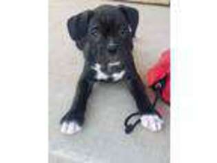 Boxer Puppy for sale in Kingfisher, OK, USA