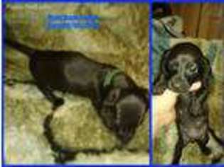 Dachshund Puppy for sale in Denison, IA, USA