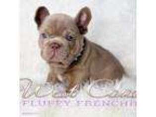 French Bulldog Puppy for sale in Blaine, WA, USA