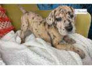 Great Dane Puppy for sale in Kalamazoo, MI, USA