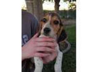 Beagle Puppy for sale in Fresno, CA, USA