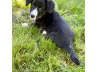 Cardigan Welsh Corgi Puppy for sale in Central Point, OR, USA