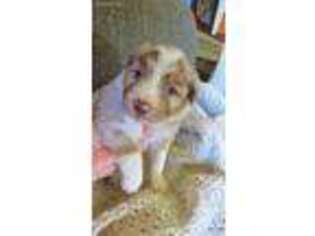 Australian Shepherd Puppy for sale in Spartanburg, SC, USA