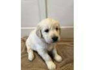 Golden Retriever Puppy for sale in Edmond, OK, USA