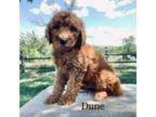Mutt Puppy for sale in Morris, MN, USA