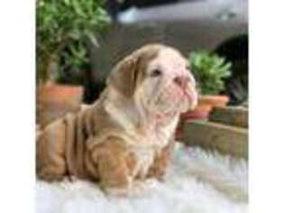Bulldog Puppy for sale in Athena, OR, USA