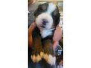 Bernese Mountain Dog Puppy for sale in Wheatland, WY, USA