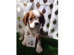 Cavalier King Charles Spaniel Puppy for sale in Scottville, MI, USA