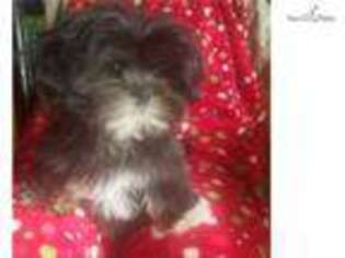 Lhasa Apso Puppy for sale in Fayetteville, AR, USA