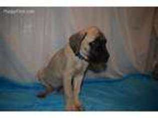 Mastiff Puppy for sale in Lewisburg, OH, USA