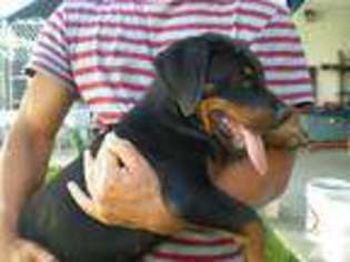 Rottweiler Puppy for sale in LONG BEACH, CA, USA