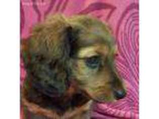 Dachshund Puppy for sale in Leesville, SC, USA