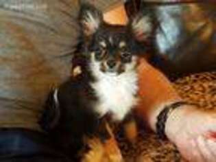 Chihuahua Puppy for sale in Rogersville, TN, USA