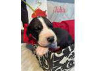Great Dane Puppy for sale in Milton, FL, USA