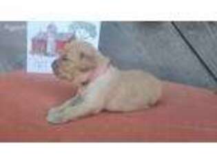 Golden Retriever Puppy for sale in Centerville, MO, USA