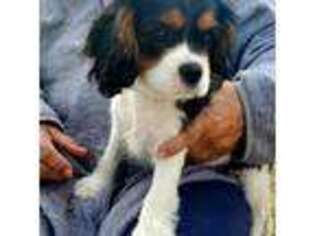 Cavalier King Charles Spaniel Puppy for sale in Rifle, CO, USA