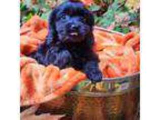 Cavapoo Puppy for sale in Lynnwood, WA, USA