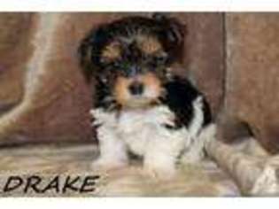 Yorkshire Terrier Puppy for sale in LEANDER, TX, USA