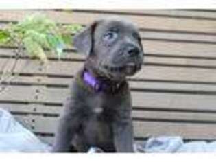 Cane Corso Puppy for sale in Richland, PA, USA