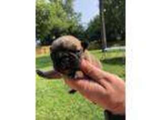 French Bulldog Puppy for sale in Sylvania, OH, USA