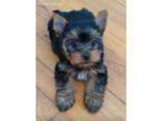 Yorkshire Terrier Puppy for sale in Oak Ridge, TN, USA