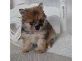 Pomeranian Puppy for sale in Mountain Grove, MO, USA