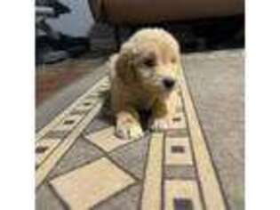 Goldendoodle Puppy for sale in Raleigh, NC, USA