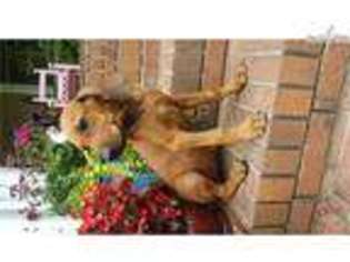 Rhodesian Ridgeback Puppy for sale in Greenville, SC, USA