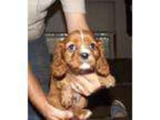 Cavalier King Charles Spaniel Puppy for sale in Maysville, GA, USA