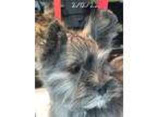 Maltese Puppy for sale in Lena, WI, USA