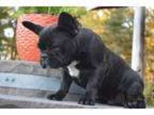 French Bulldog Puppy for sale in Hampton, CT, USA