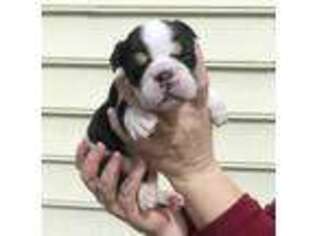 Bulldog Puppy for sale in Brunswick, GA, USA