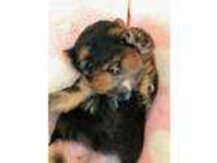 Yorkshire Terrier Puppy for sale in Fort Collins, CO, USA