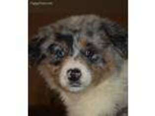 Australian Shepherd Puppy for sale in Chilmark, MA, USA